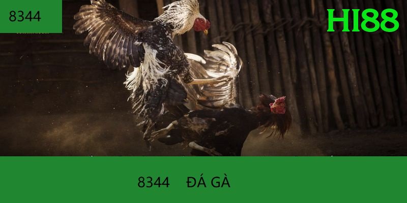 Đá Gà Trực Tiếp - Trải nghiệm tuyệt vời - Game hot